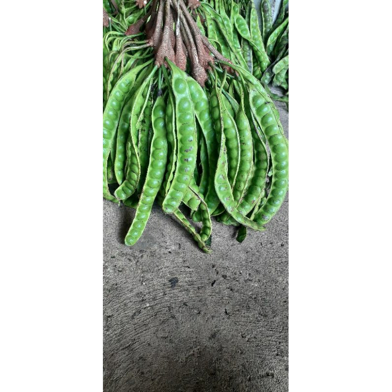 

PETE PADI FRESH ASLI WONOGIRI PENDEK 50 PAPAN