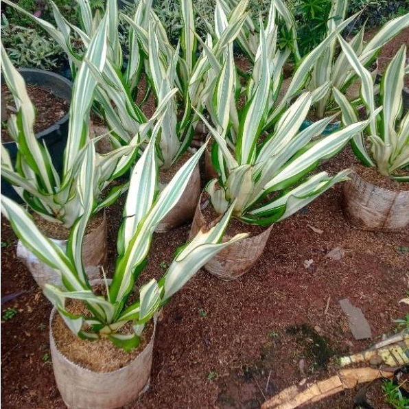 TERMURAH Tanaman Hias Agave Varigata / Tanaman Hias Agave Varigata