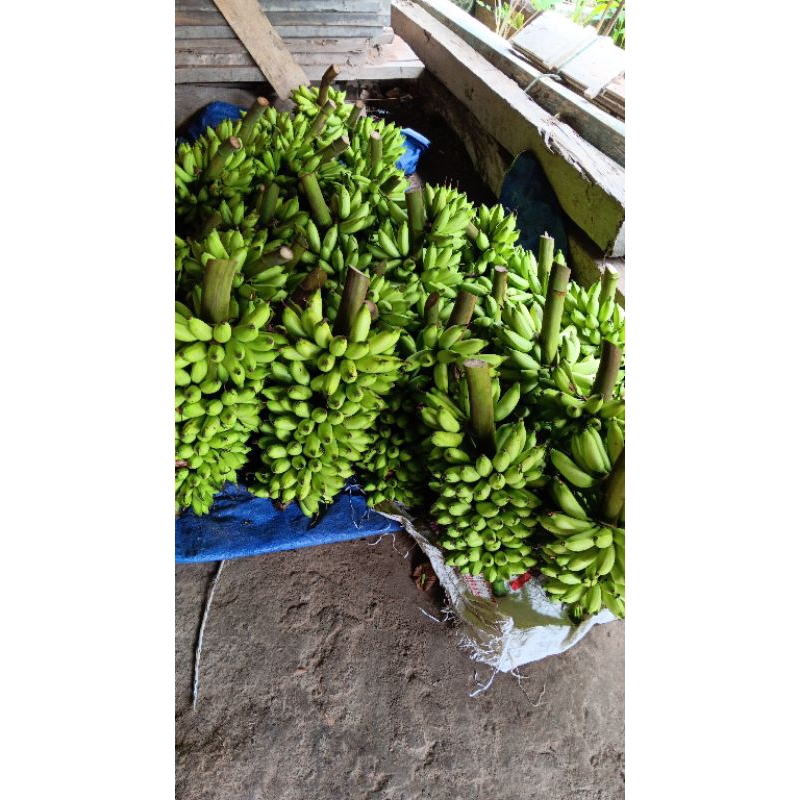 

Pisang segar
