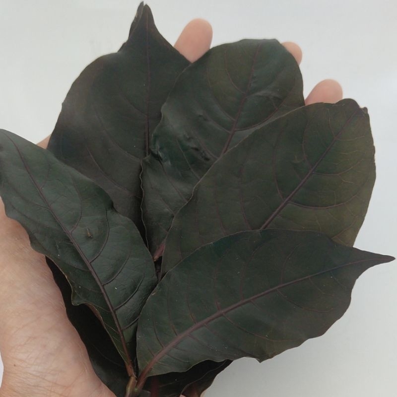

DAUN UNGU/DAUN HANDEULEUM OBAT AMBEIEN 1000gr