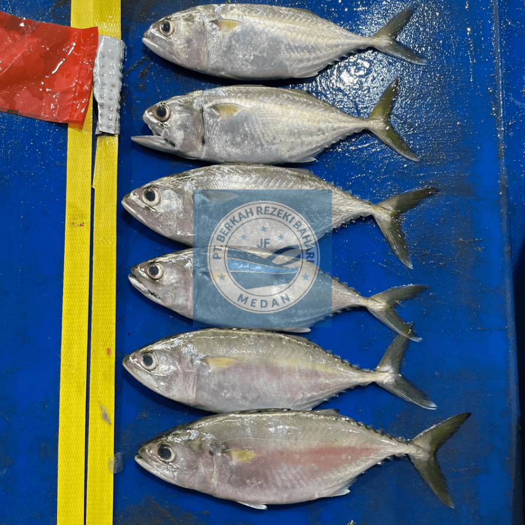 

Ikan Gembung Aso Segar per kg