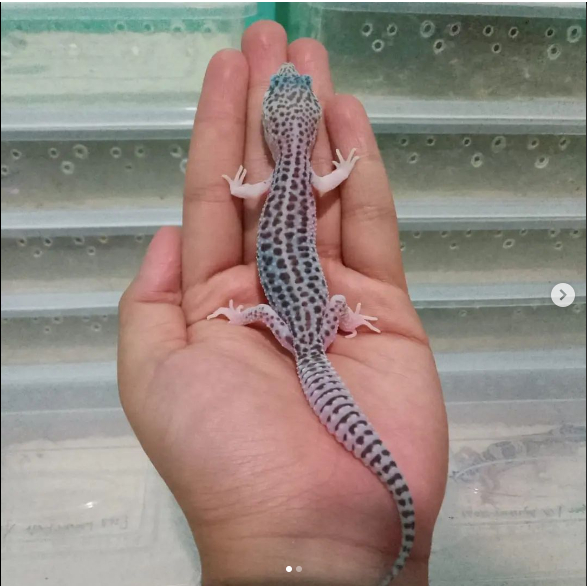 Leopard Gecko-Super Snow Lemon Frost-Data Lengkap