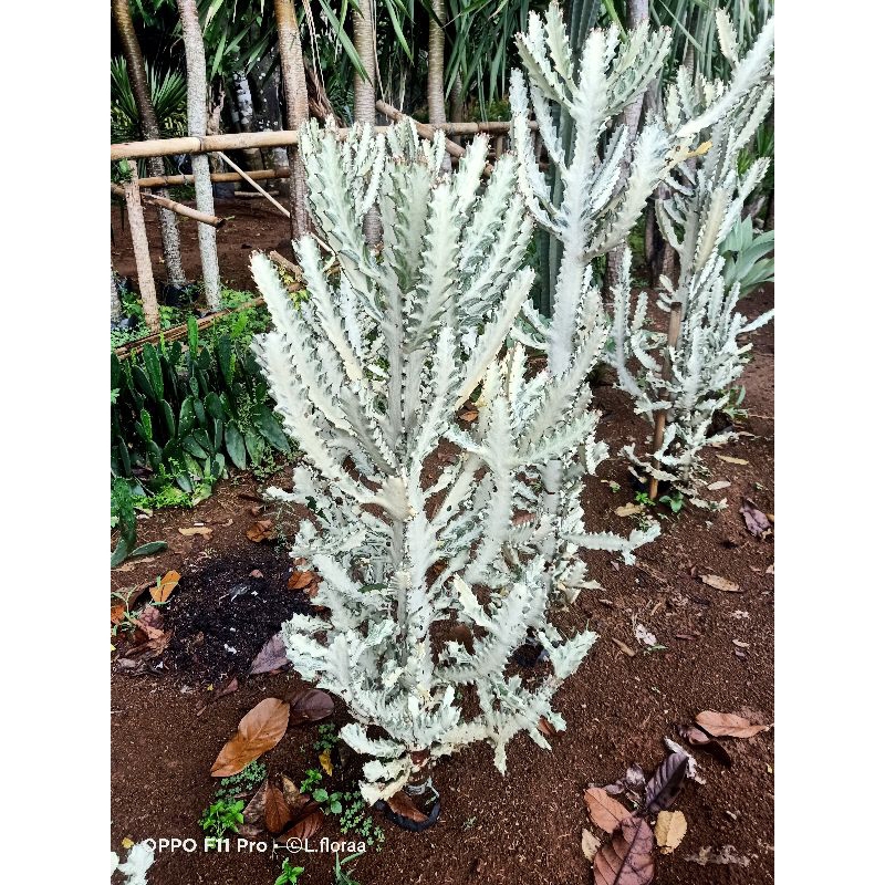PROMO Tanaman hias kaktus tulang Ukuran 1.5meter Kaktus lucthea Tulang Putih / Cactus Euphorbia tula