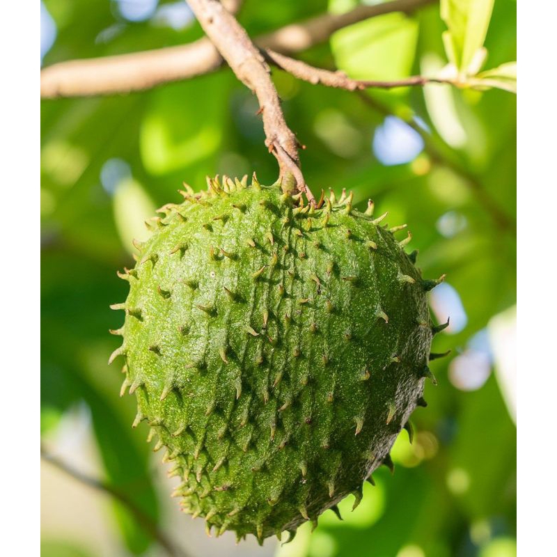 

Buah sirsak madu freesss 25kg