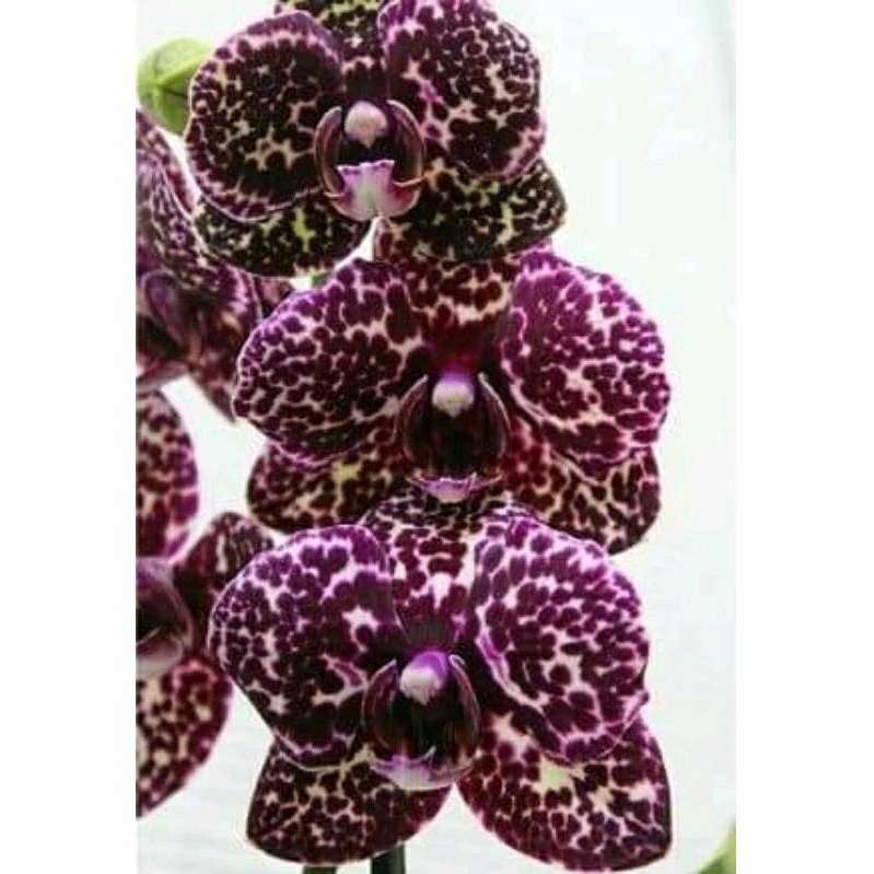 ANGGREK BULAN PRA DEWASA BUNGA JUMBO (Warna Black leopard)