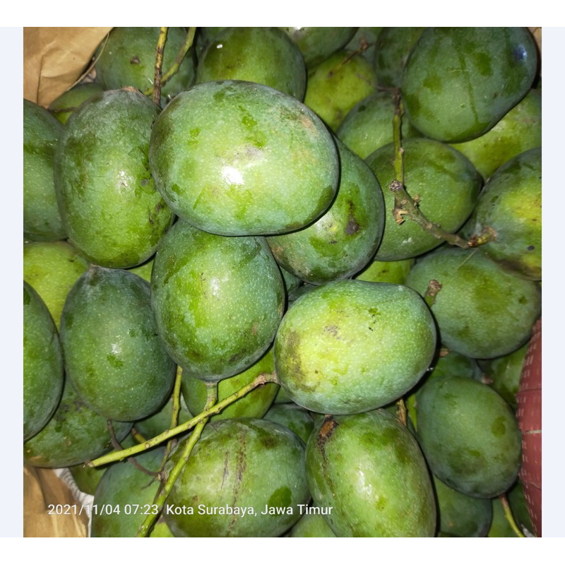 

Mangga Muda Kecut