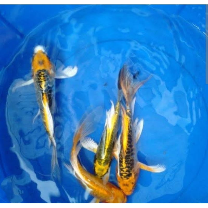 Ikan hias koi kumpay slayer size 20 up