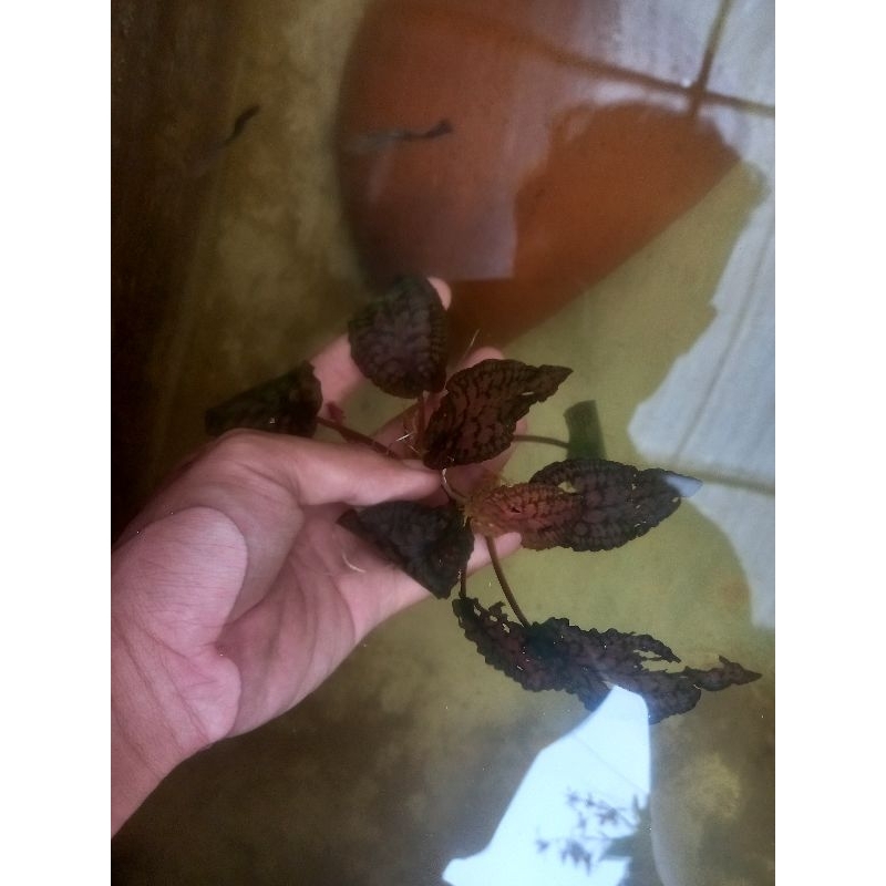 Cryptocoryne Striolata Red Stripe
