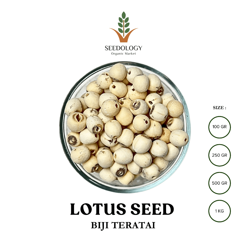

Lotus Seed 500gr - Biji Teratai (Lian Zhi)