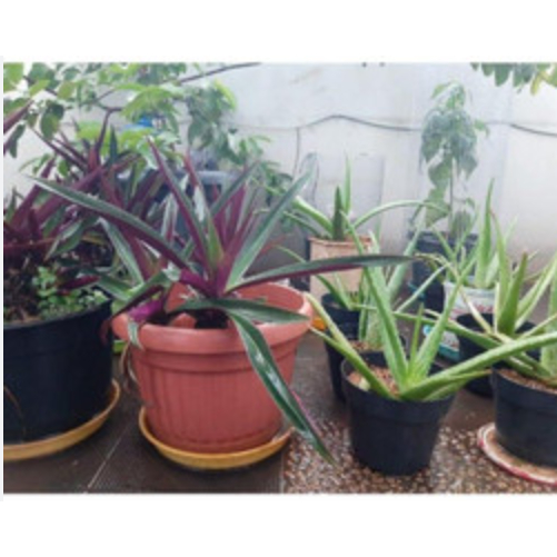 Bibit Tanaman Lidah Buaya Kalimantan, Aloe Vera