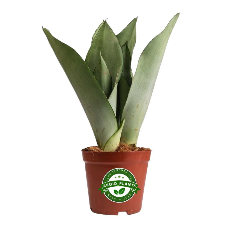 Tanaman Hias Sanseviera Trifasciata Moonshine - Sansivera Moonshine