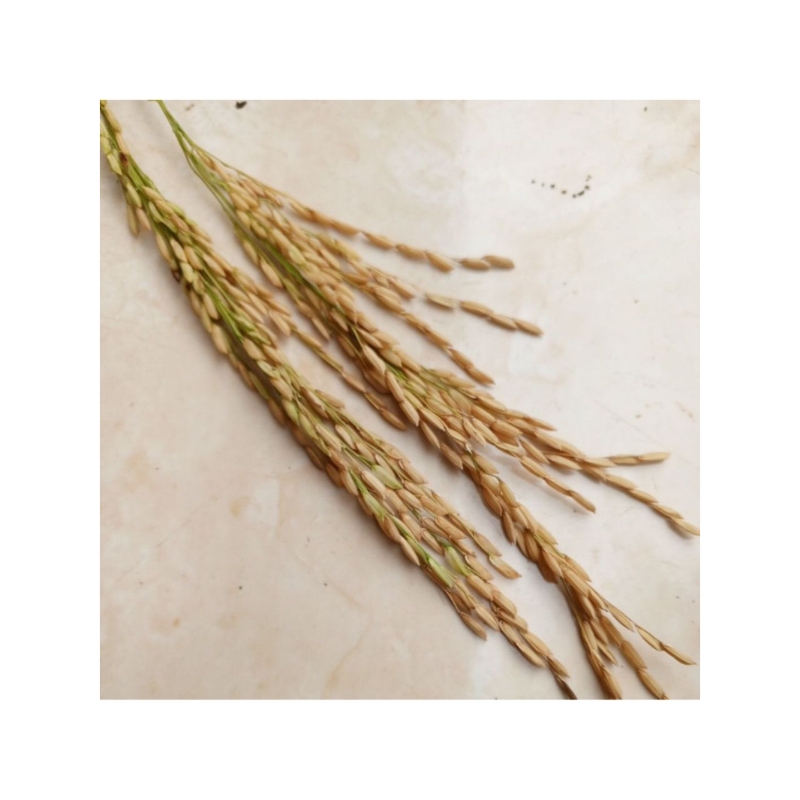 BENIH PADI TRI SULTAN