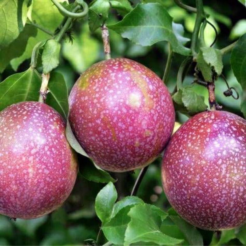 Bibit Tanaman Buah Markisa merah bibit Markisa Pohon Markisa Passiflora merah manis