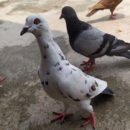 Burung Merpati Balap Jantan - Burung Merpati Kolong - Burung Dara