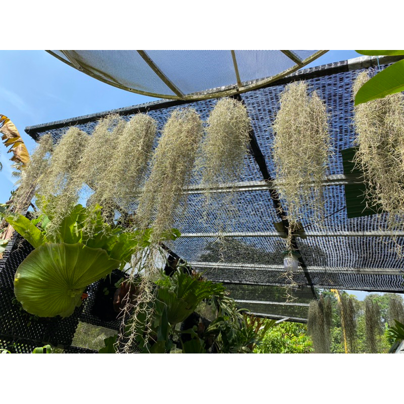 Tanaman Jenggot Musa