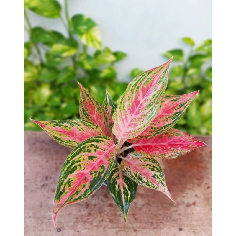 Aglonema Pink Beauty-Tanaman Hias Aglonema Pink Beauty-Aglonema Remaja 3-6 Daun