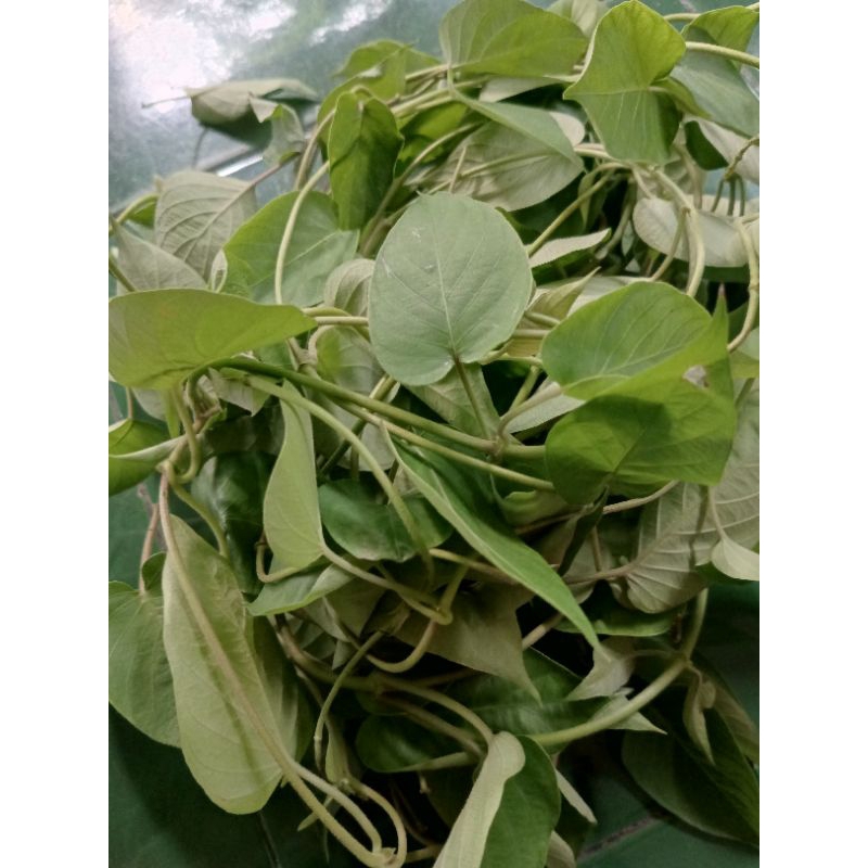 

Simbukan/Daun Kentutan 100 gram 100 Daun Lebih.