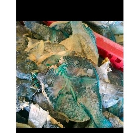 

ikan asin kakaktua/ikan asin mogo / ikan asin keleng