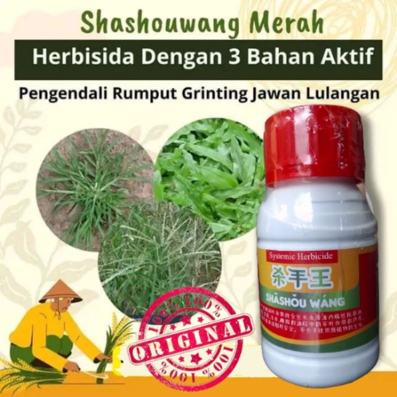 SASOWANG Herbisida mengatasi rumput grinting,jawan,jagoan,teki dll, Aman untuk tanaman pokok
