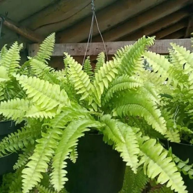 tanaman hias pakis kelabang pakis hidup pakis hias jumbo 50 daun lebih