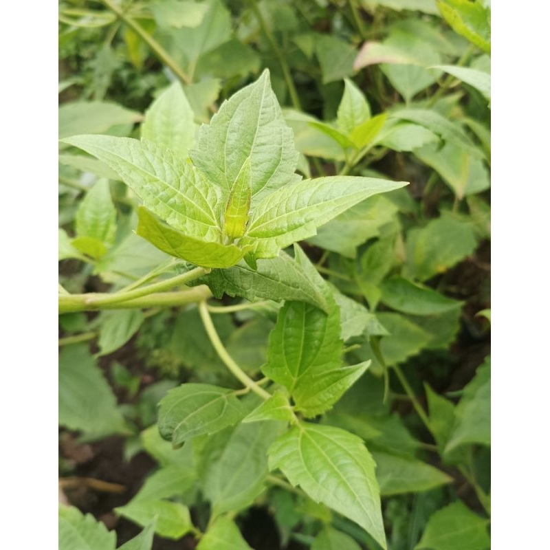 

250 gram daun balakacida / kirinyuh