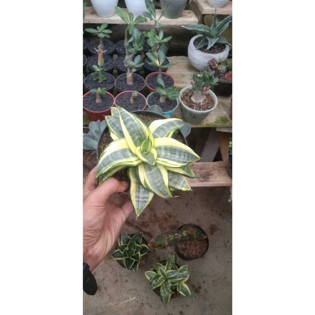 Sansevieria golden honey