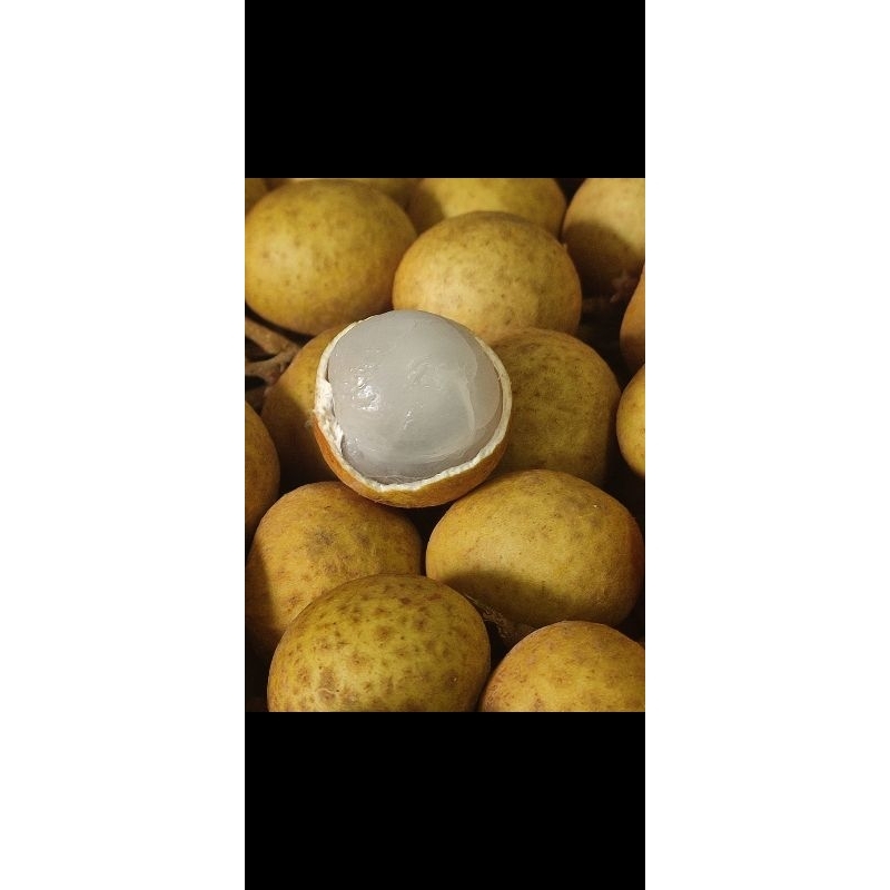 

Lengkeng Thailand manis