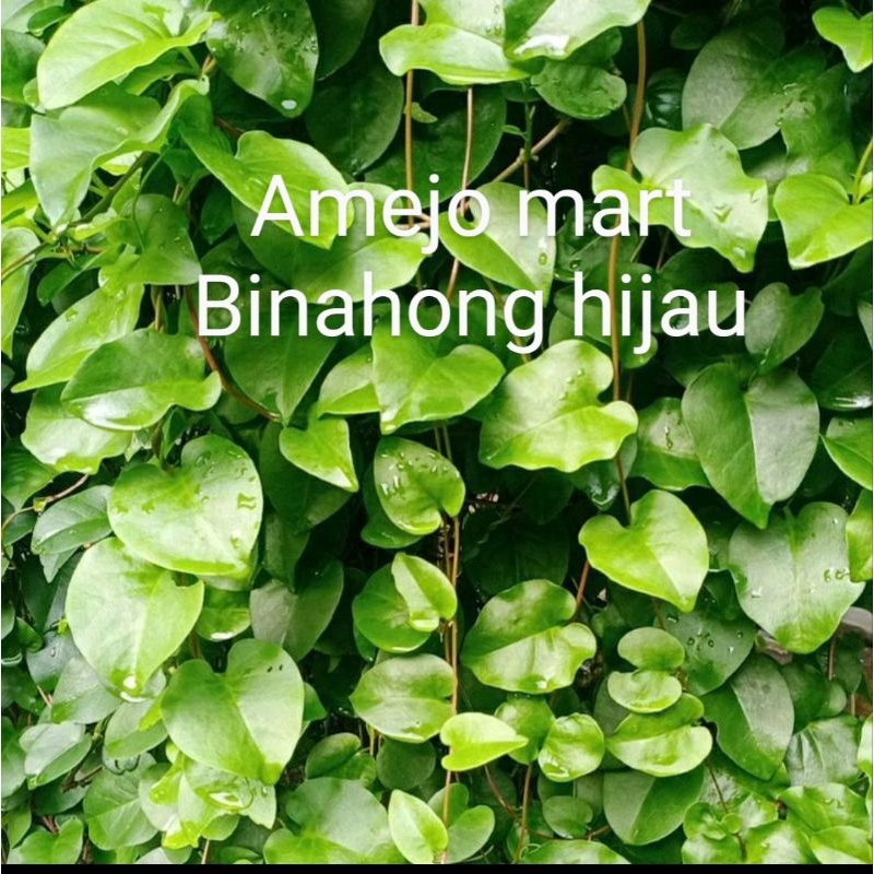 

Termurah binahong hijau herbal segar