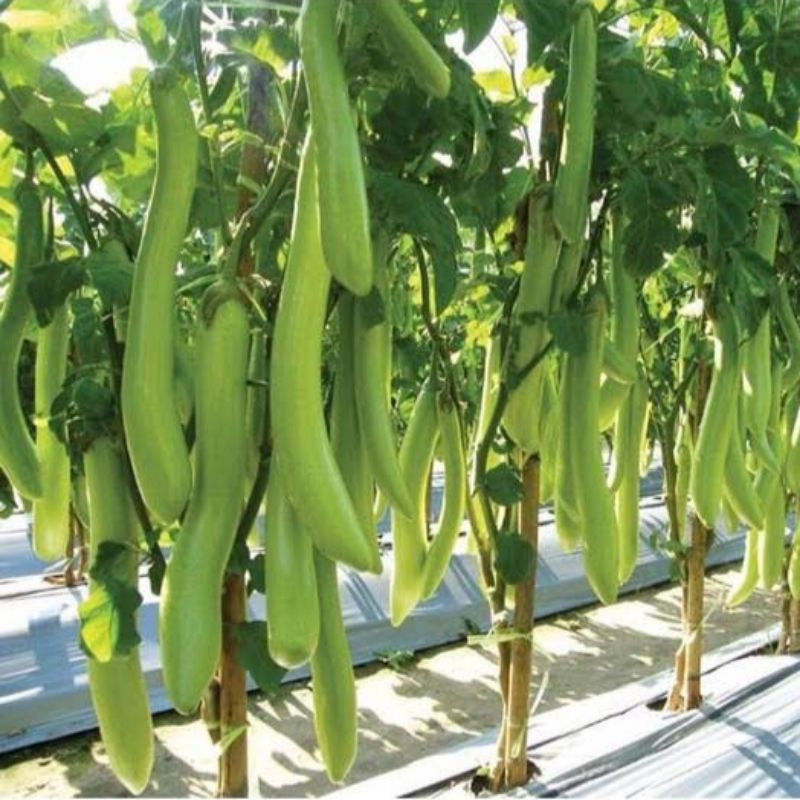 30 Biji Terong Hijau Salero F1 | Benih Terong Hijau Panjang | Bibit Terong Hijau