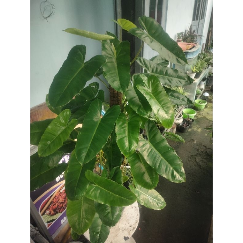 Philodendron Burle Marx 