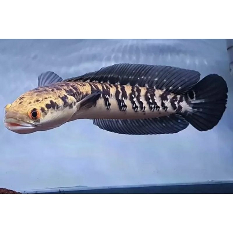 Maru YS bahan Batik Simet"