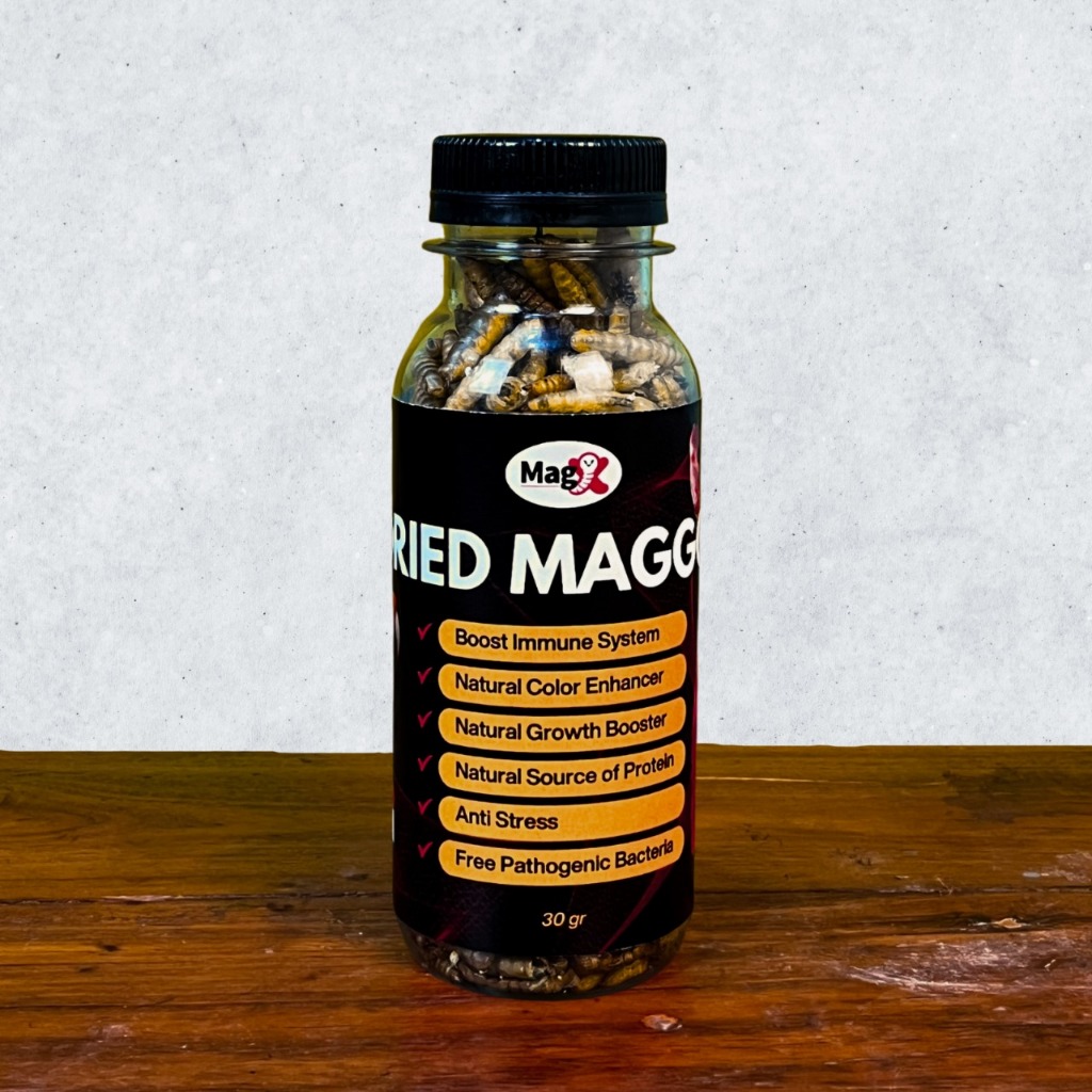 Magx Maggot Kering 30GR Maggot BSF Kering Grade A+ Premium