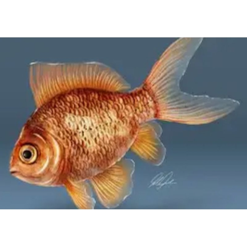 

Ikan hidup