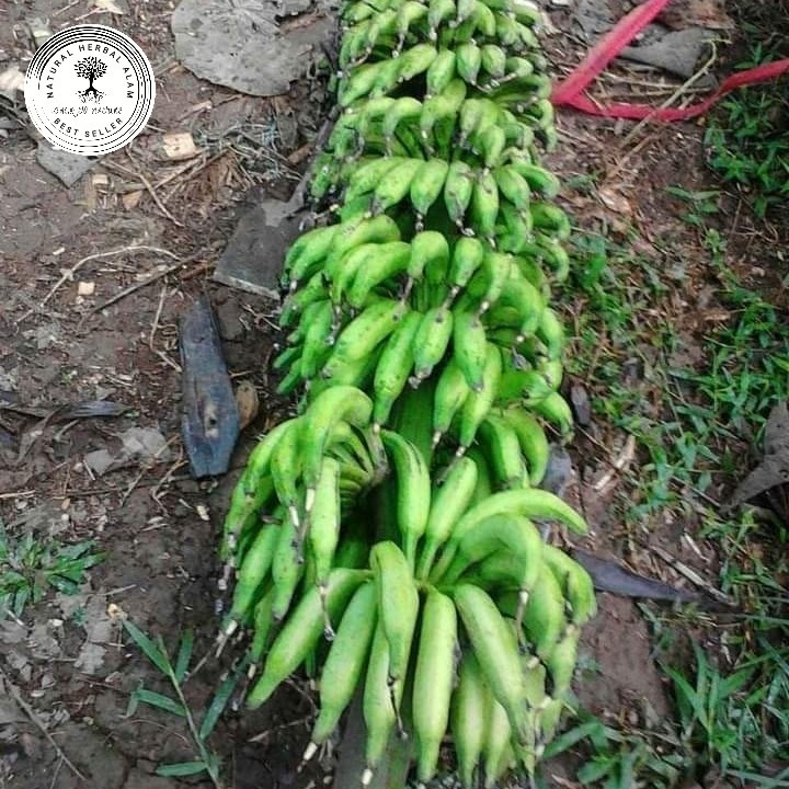 Buah Pisang Rejang/Pisang Regang Pisang Telunjuk 1 Sisir Petik Tua