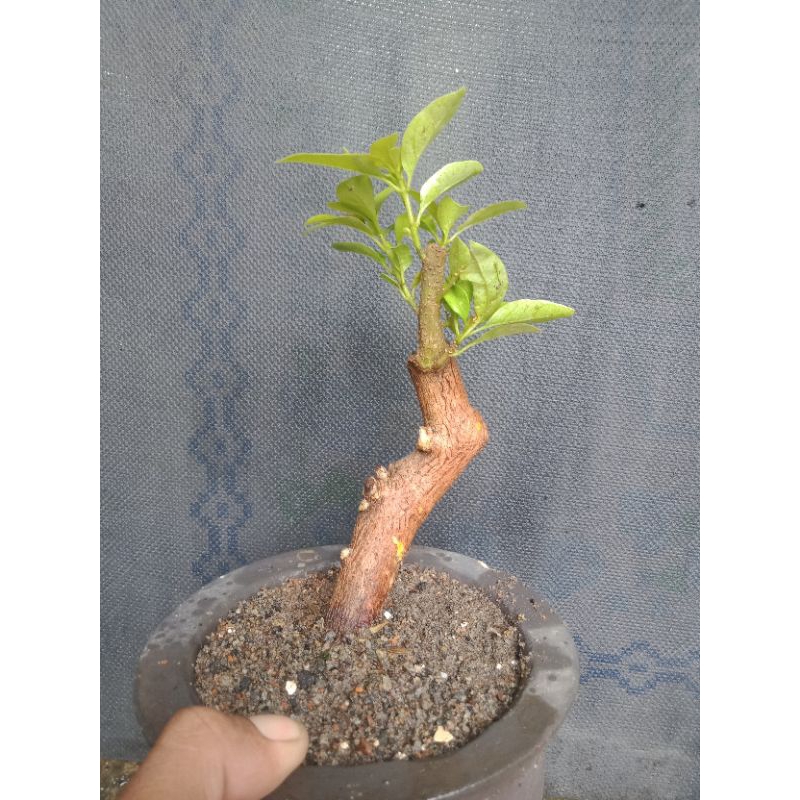 bahan bonsai bugenvil Singapore real pict