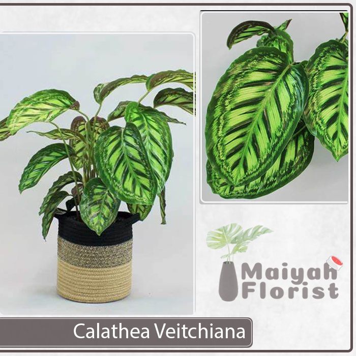 Tanaman Hias Hidup Calathea Veitchiana