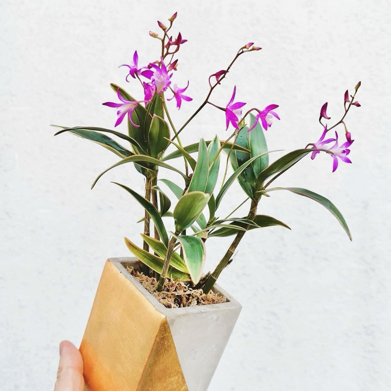 BUMI ORCHIDS Dendrobium kingianum 'Variegata'  -  Anggrek Koleksi