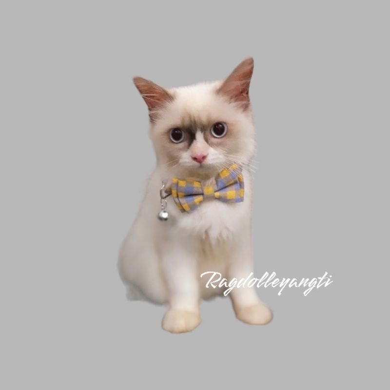 kucing Ragdoll