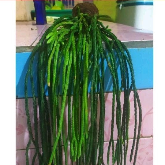 ( (TERMURAH) bibit Rumpai lycopodium EKOR KUDA tanaman hias rumpai original/gambar asli )