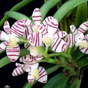 vanda mini trichoglottis pussila/anggrek zebra