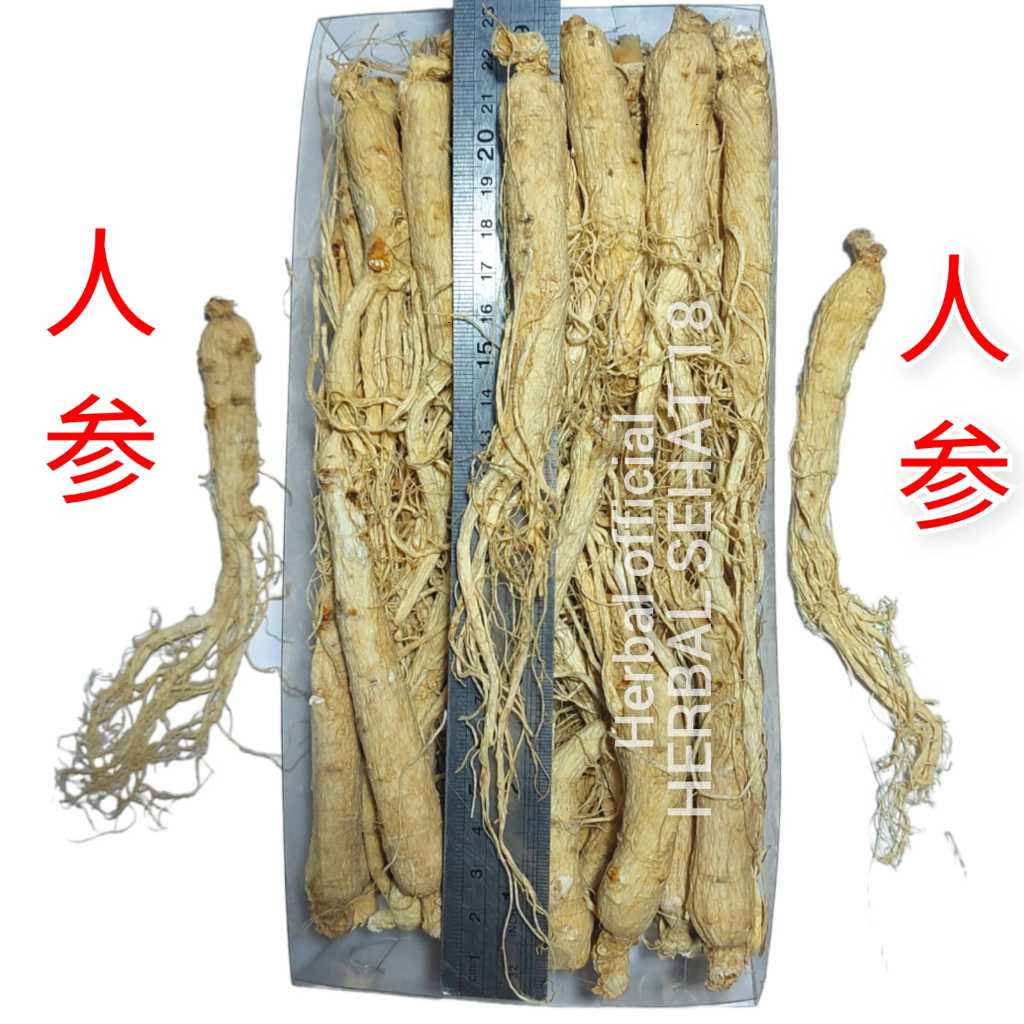 

1 Batang Akar Ginseng Utuh Harga Per Batang 人参 Ginseng Batang Ginseng Utuh Per 10 gram