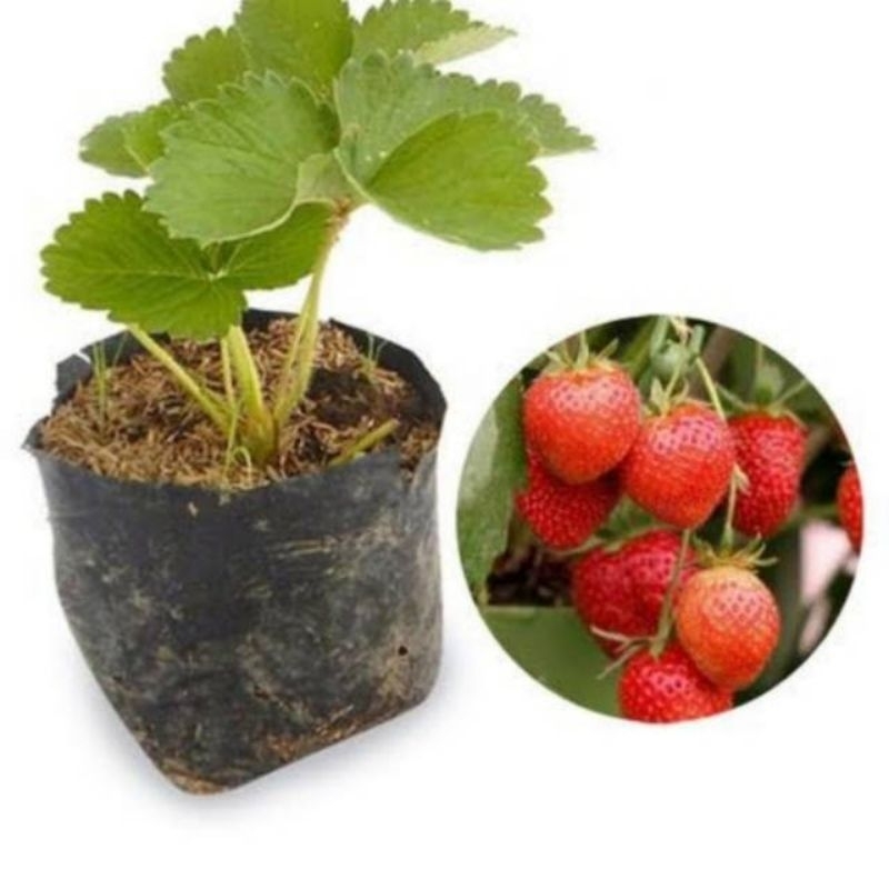 

bibit strawberry berbuah beli 3 gratis 1