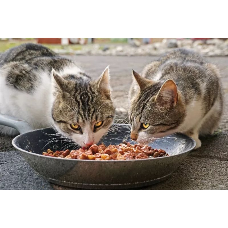 makanan kucing untuk kucing jalanan | tidak ada paket yang akan dikirim