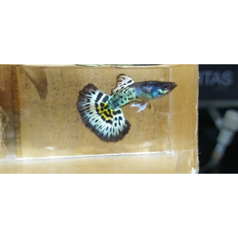 

pakking kardus Guppy