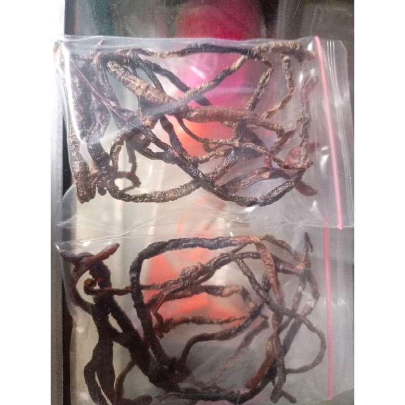 Obat cacing kering alamai,cacing sonari untuk tipes kwaliatas terbalik