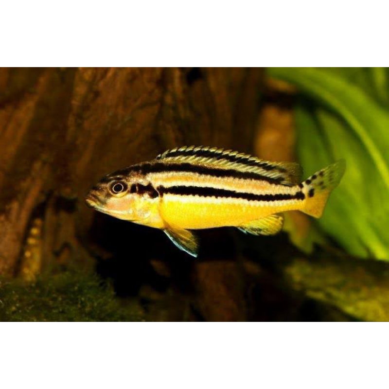 

ikan hias niasa