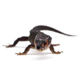 Red Eye Crocodile Skink