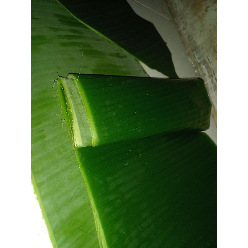 

Daun pisang fresh bungkus makanan 1 ikat isi 4 lembar 500g