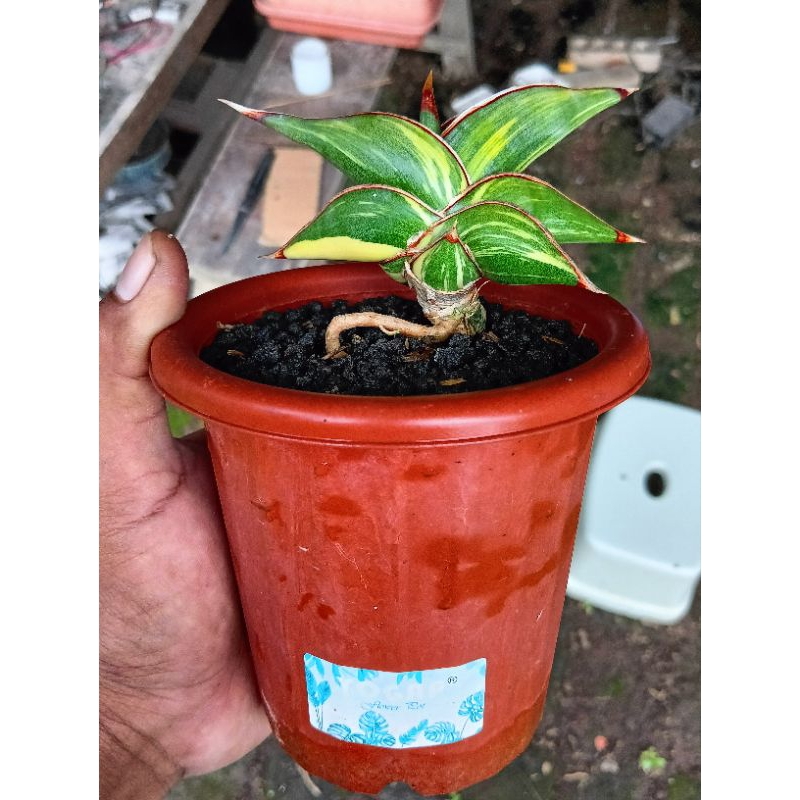 Sanseivera RORIDA Varigata