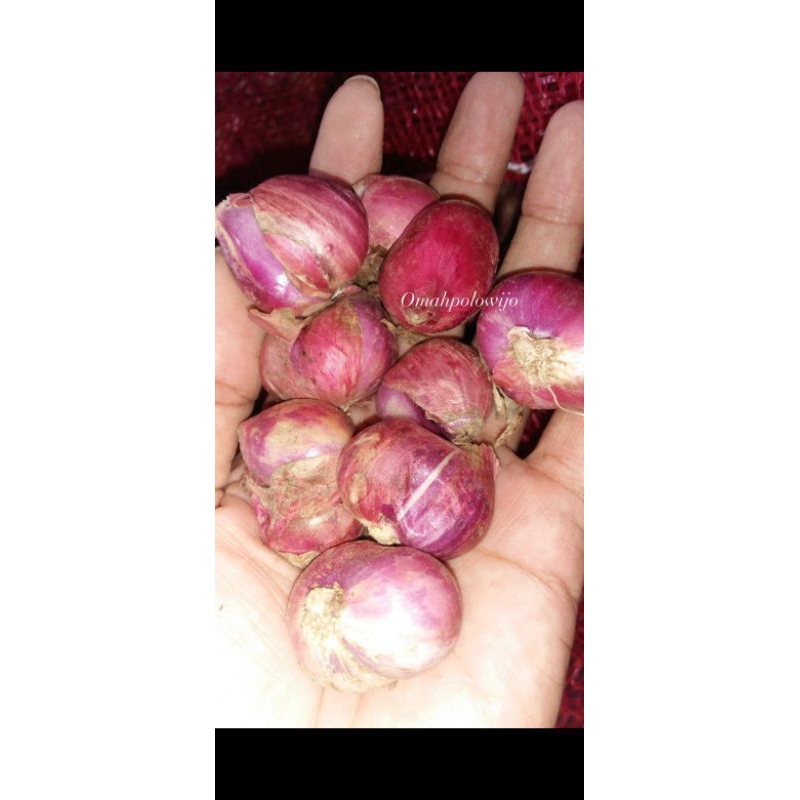 

Bawang Merah Super